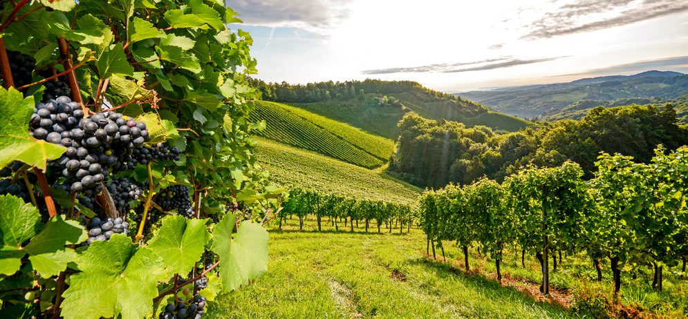Tallinn to Florence from €204